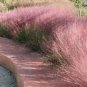 Purple Fescue Grass Seeds Festuca glauca Perennial Hardy Ornamental 600 Seeds
