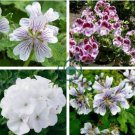 White Purple Lobed And Finely Wrinkled Geranium 10 Seeds