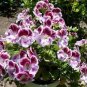 White Purple Lobed And Finely Wrinkled Geranium 10 Seeds
