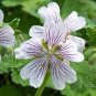 White Purple Lobed And Finely Wrinkled Geranium 10 Seeds