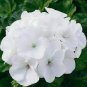White Purple Lobed And Finely Wrinkled Geranium 10 Seeds