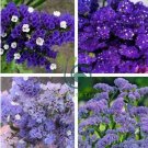 Blue Sea Lavender Limonium Sinuatum 60 seeds