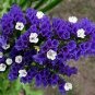 Blue Sea Lavender Limonium Sinuatum 60 seeds