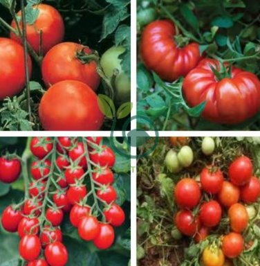 Mixed 24 Types Organic Tomato 200 Seeds