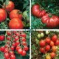 Mixed 24 Types Organic Tomato 200 Seeds