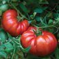 Mixed 24 Types Organic Tomato 200 Seeds
