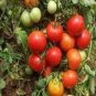 Mixed 24 Types Organic Tomato 200 Seeds