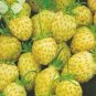 Giant Strawberry Yellow Color 600 Seeds