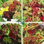 Rare Coleus Blumei Rainbow Series Garden 70 Seeds