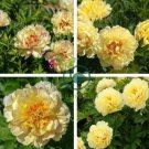 Rare 'Spring Coming' White Yellow Peony Seedlings Flower 10 Seeds