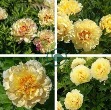 Rare 'Spring Coming' White Yellow Peony Seedlings Flower 10 Seeds