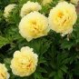 Rare 'Spring Coming' White Yellow Peony Seedlings Flower 10 Seeds