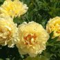 Rare 'Spring Coming' White Yellow Peony Seedlings Flower 10 Seeds