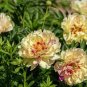Rare 'Spring Coming' White Yellow Peony Seedlings Flower 10 Seeds