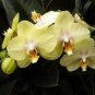 Phalaenopsis Orchid Mini Type Yellow Flowers 200 Seeds