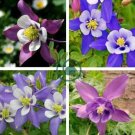 Aquilegia Amethyst. Light Purple Garden Columbine 100 Seeds