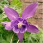 Aquilegia Amethyst. Light Purple Garden Columbine 100 Seeds