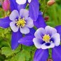 Aquilegia Amethyst. Light Purple Garden Columbine 100 Seeds