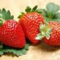 Hanging Giant Red Strawberry Fruits 200 Seeds