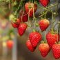 Hanging Giant Red Strawberry Fruits 200 Seeds
