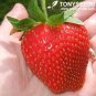 Hanging Giant Red Strawberry Fruits 200 Seeds