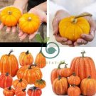 Rare 'Naughty Boy' Black Yellow Pumpkin 16 Seeds