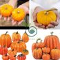 Rare 'Naughty Boy' Black Yellow Pumpkin 16 Seeds