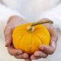 Rare 'Naughty Boy' Black Yellow Pumpkin 16 Seeds