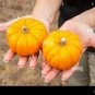 Rare 'Naughty Boy' Black Yellow Pumpkin 16 Seeds