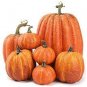 Rare 'Naughty Boy' Black Yellow Pumpkin 16 Seeds