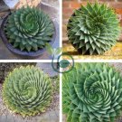Spiral Aloe Mixed 4 Seeds