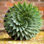 Spiral Aloe Mixed 4 Seeds
