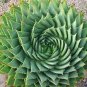 Spiral Aloe Mixed 4 Seeds