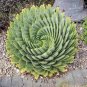Spiral Aloe Mixed 4 Seeds