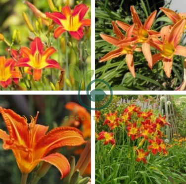 Hemerocallis Mixed 6 Colors 200 Seeds