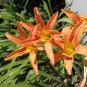 Hemerocallis Mixed 6 Colors 200 Seeds