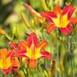 Hemerocallis Mixed 6 Colors 200 Seeds