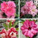 Rare 'ice beauty' Adenium Desert rose 4 Seeds