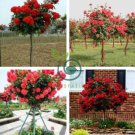 Chinese Rose Tree Bonsai 20 Seeds
