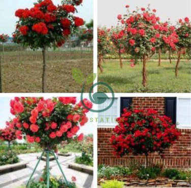 Chinese Rose Tree Bonsai 20 Seeds