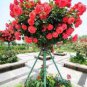 Chinese Rose Tree Bonsai 20 Seeds