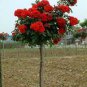 Chinese Rose Tree Bonsai 20 Seeds