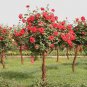 Chinese Rose Tree Bonsai 20 Seeds