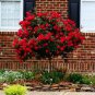 Chinese Rose Tree Bonsai 20 Seeds