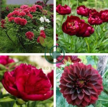 'Hot Fire' Red Wrinkled Peony Tree 10 Seeds
