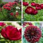 'Hot Fire' Red Wrinkled Peony Tree 10 Seeds