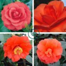 Camellia Flores 100 Seeds