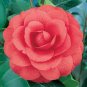 Camellia Flores 100 Seeds