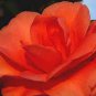 Camellia Flores 100 Seeds