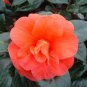 Camellia Flores 100 Seeds